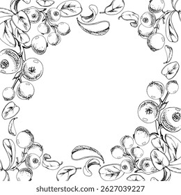 Lingonberry cranberry on branch, green leaves, ripe swamp berry wintergreen bearberry teaberry cluster group, vector hand drawn in ink. Isolated border corner square frame. Farmers market, cafe menu