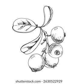 Lingonberry cranberry red berry on branch with green leaves, ripe forest teaberry bearberry wintergreen cluster group, vector hand drawn in ink. Isolated botanical illustration for farmers market menu
