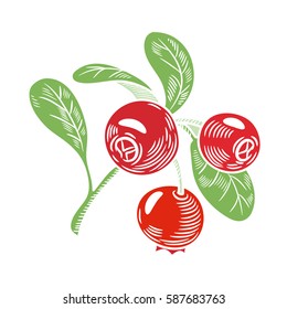 Lingonberry, cranberry, Vector illustration. Hand-drawn object isolated on white background. 