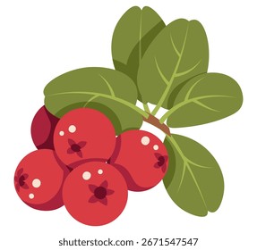 Ilustração de vetor plana de lingonberry com folhas isoladas em branco. Design de outono Berry para embalagem sazonal, rótulos de alimentos saudáveis, marcas de geleia, produtos ecológicos. Ideal para adesivo, ícone, logotipo