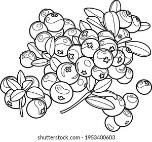 Lingonberry en el bosque. Gráficos vectoriales. Contorsión negra. Berries en la rama. 