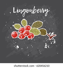 Lingonberry hand drawn painting grunge  on black background. Vector illustration of berries