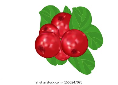 Lingonberry on isolated white background. Wild cranberries icon, sign. Ripe wild lingonberries. Bunch of fresh sweet forest berry ripe on branch for jam dessert, fresh juice. smoothie label. 3d vector