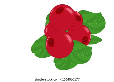 Lingonberry on isolated white background. Ripe wild lingonberries. Berries flat icon, cosmetics sign, healthy food logo. Cranberries with leaf for poster or emblem natural product vector illustration.