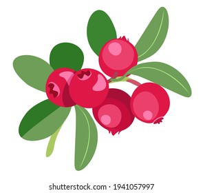 Lingonberry. A sprig of lingonberry with berries and leaves. Vector image isolated on a white background. For printing, packaging design, and other design projects.