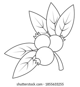 Lingonberry. A sprig of juicy berries. Vector illustration. Outline on an isolated white background. Doodle style. Sketch. Coloring book for children. Gathering the summer harvest. Seasonal product. 