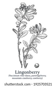 Lingonberry. Planta de vectores dibujada a mano. Esbozo de plantas medicinales de época.