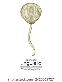 Lingulella phosphatic shelled brachiopod, a Cambrian period creature. Colorful illustration on a white background.