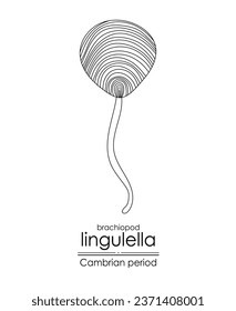 Lingulella phosphatic-shelled brachiopod, a Cambrian period creature, black and white line art illustration. Ideal for both coloring and educational purposes