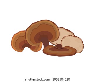 Lingzhi mushroom (Ganoderma Lucidum, Reishi mushroom)   isolated on white background. Icon vector illustration.