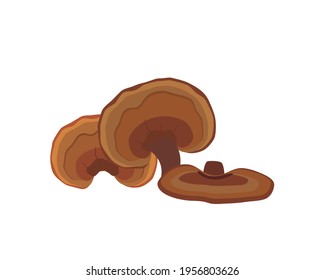 Lingzhi mushroom ( Ganoderma Lucidum, Reishi mushroom )  isolated on white background. Icon vector illustration.
