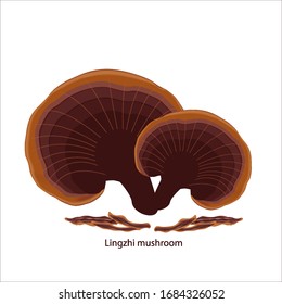 Lingzhi Mushroom isolated on white background