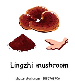 Lingzhi mushroom, Set of Lingzhi mushroom cut and powder on white background. Lingzhi mushroom vector illustration