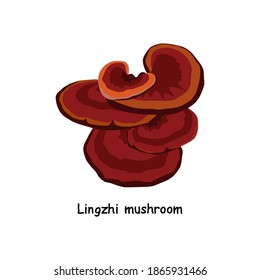Lingzhi mushroom, Set of Lingzhi mushroom on white background. Lingzhi mushroom vector illustration 