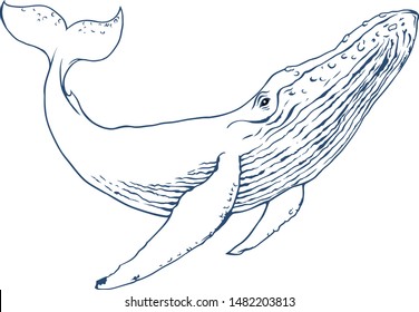 Lining of a swimming great whale vector illustration ready for coloring