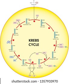 Krebs Cycle Images Stock Photos Vectors Shutterstock