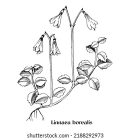 Linnaea borealis or Twinflower , medicinal plant.