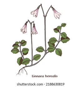 Linnaea borealis or Twinflower , medicinal plant.