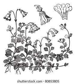 Linnaea borealis o Twinflower, ilustración vintage grabada.  Enciclopedia Trousset (1886-1891).