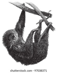 Linnaeus's two-toed sloth (Choloepus didactylus) / vintage illustration from Meyers Konversations-Lexikon 1897