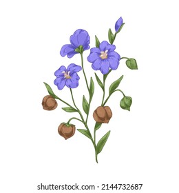 Linum floral with flaxseed. Blooming wild flax with seeds and flowers. Field herb with grains. Botanical vintage drawing. Realistic hand-drawn vector illustration isolated on white background.