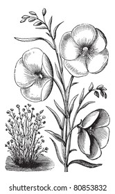 Linum grandiflorum or Red flax or scarlet flax or crimson flax vintage engraved illustration. Trousset encyclopedia (1886 - 1891).