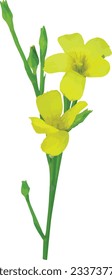 Linum sulcatum (Grooved Yellow Flax) Native North American Prairie Wildflower Isolated
