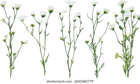 Linum usitatissimum, planta de linho, linho de linhaça, ramo de árvore, corte isolado, ilustração botânica, fibra natural, cultura agrícola, ilustração vetorial, planta de ervas.