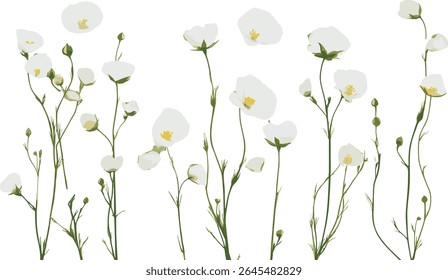 Linum usitatissimum, flax seed plant, linseed branch, isolated cutout, herbal botanical, fiber crop, sustainable agriculture, natural plant, vector illustration, green farming.