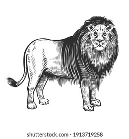 Lion. African animal Isolated on white background. Wildlife object. Illustration Vector Art. Style Vintage engraving. Hand drawing. Black and white.