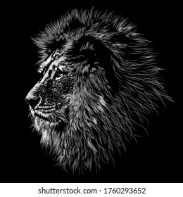 Lion animal illustration, nature conservation vector