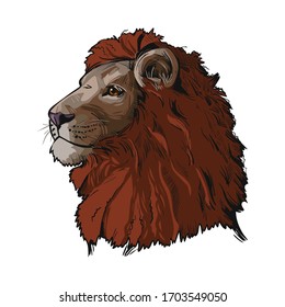 Lion animal muzzle portrait in closeup. Deep-chested cat with mane looking aside. Mammal symbol of power and royalty. Panthera leo representative member of feline family vector illustration