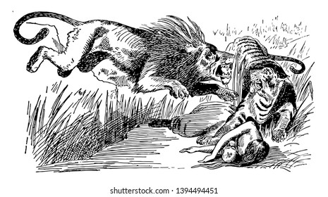 The lion attacks on the tiger the tiger protecting woman and baby fell on ground vintage line drawing or engraving illustration