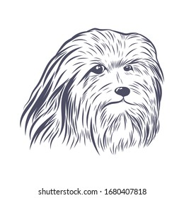 Lion bichon head hand drawn vector sketch. Bearded collie face isolated on white background.