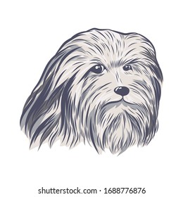 Lion bichon head hand drawn vector sketch. Bearded collie face isolated on white background.