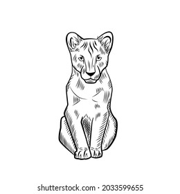 The lion cub isolated on white background. Sketch graphic kid predator of savannah in engraving style. Design retro black and white drawing. Vector illustration.