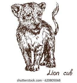 Lion cub walking portrait, hand drawn doodle, sketch in pop art style, vector illustration