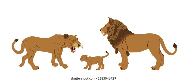 Lion family vector illustration isolated on white background. Lioness with baby calf cub and lion male. Animal king. Big cat. Pride of Africa. Leo zodiac symbol. Wildlife predator. African big five.