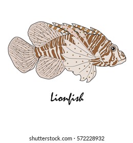 Lion fish Saltwater Aquarium Fish vector illustration