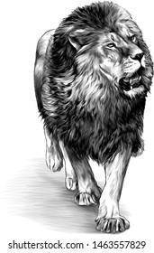 lion in full growth goes, sketch vector graphics monochrome illustration on white background