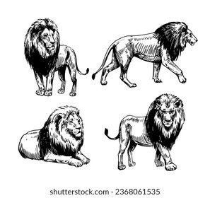 Lion hand drawn sketch illustration. Vector black outline on transparent background