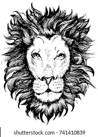 lion hand drwan vector