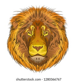 Lion head in color image on white background. Vector.