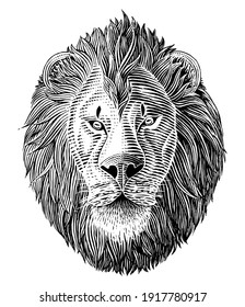 The lion head hand draw vintage engraving illustration black and white clip art isolated on white background