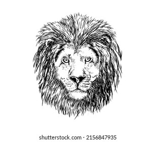 lion head hand drawing icon vector isolated