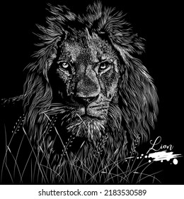 Lion head hand drawing, wild animal realistic drawing , vector illustration