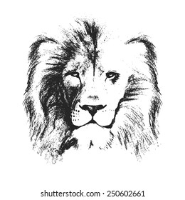 lion head. hand drawn. vector illustration