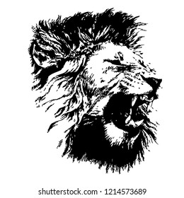 Lion head isolated white background vector