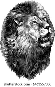 lion head with open mouth looking to the side, sketch vector graphic monochrome illustration on white background