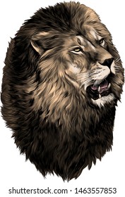 lion head with open mouth looking to the side, sketch vector graphic color illustration on white background